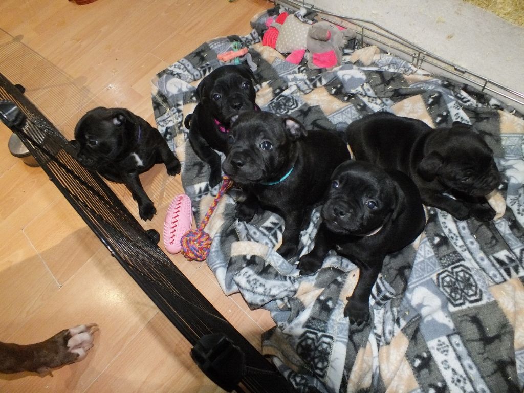 Ohana Sweet Dream - Staffordshire Bull Terrier - Portée née le 02/11/2021